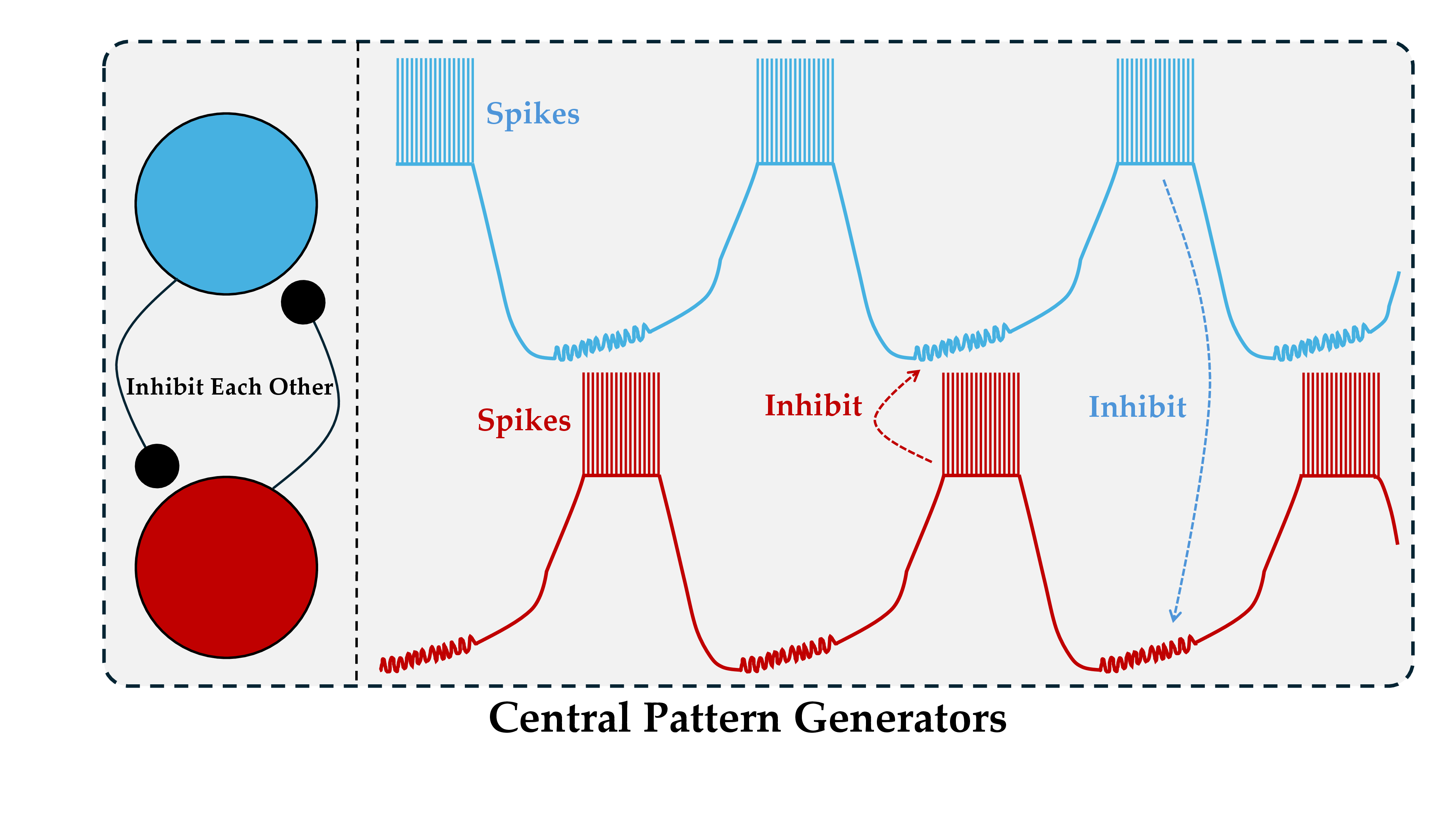 CPG positional encoding spike patterns